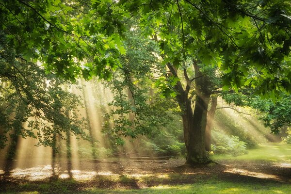 Trees in the forest in bright rays of light