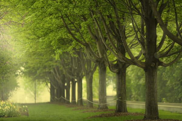 Alberi al Millennium Park di Chicago