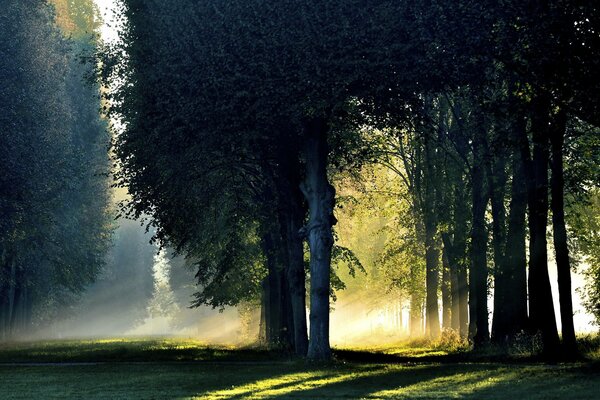 Autumn forest in the fog