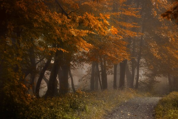 El camino de otoño que conduce al bosque