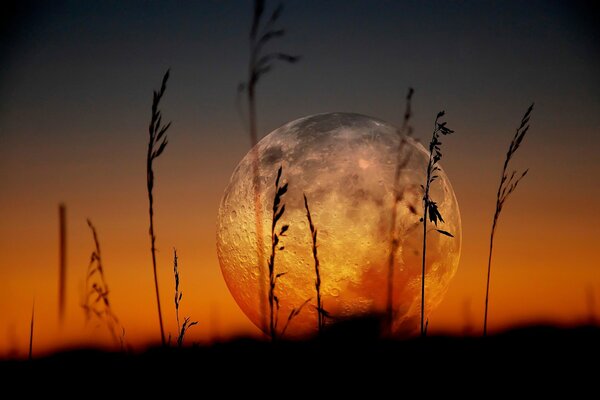 Moon grass is full round