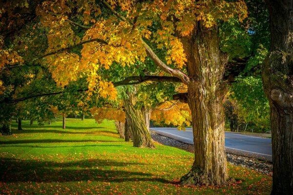 Herbstlaub fällt auf die Straße