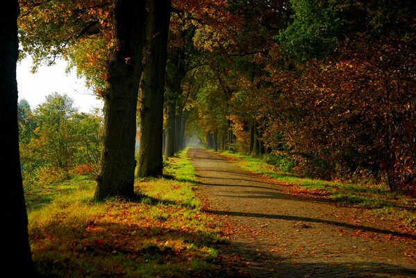 Sendero en el bosque de otoño brillante