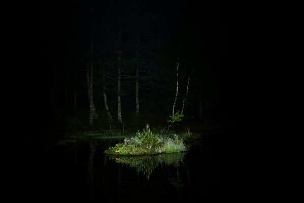 Îlot éclairé dans la forêt