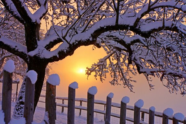 Albero innevato contro il sole invernale