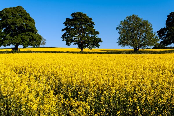 A summer field covered with a carpet of yellow flowers