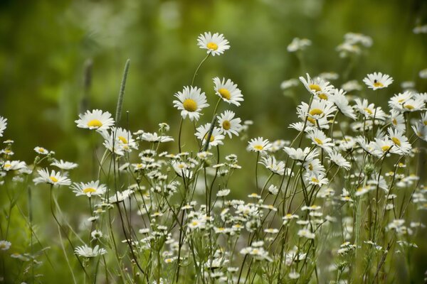 Sommerkamillen im grünen Feld