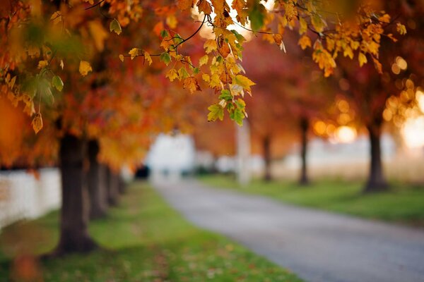 Golden foliage with a blur effect