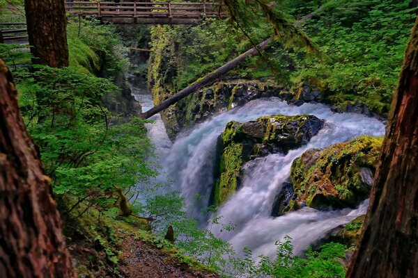 Bild eines Wasserfalls im Washington National Park auf dem Hintergrund eines grünen Waldes