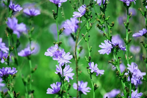 Chicory flowers on a green field