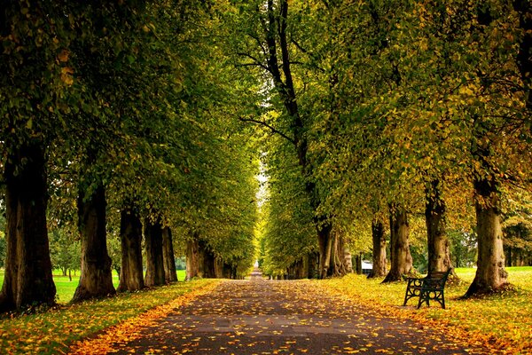 Parco estivo, strada in foglie autunnali