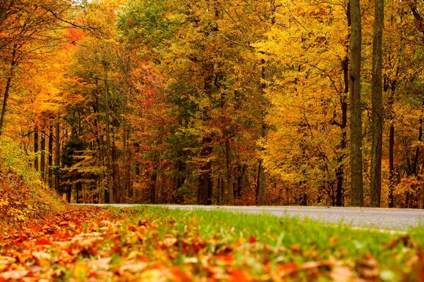 Fallen leaves on the background of an autumn grove