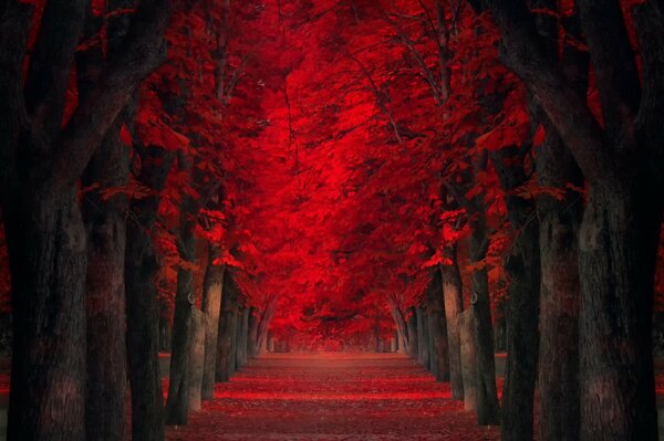 Alley of trees with red leaves