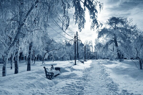 Snow-covered trees. Winter nature