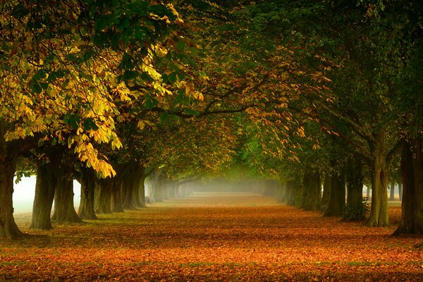 Schöne, herbstliche goldene Allee