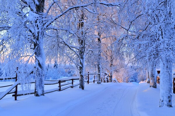 Natur im Winter, Bäume im Schnee