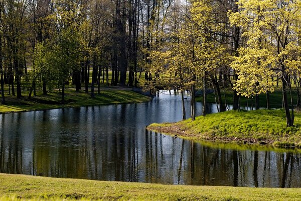 W parku nad jeziorem jest dużo liści i trawy