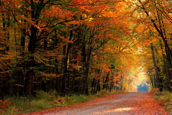 Chute de feuilles dans la forêt colorée