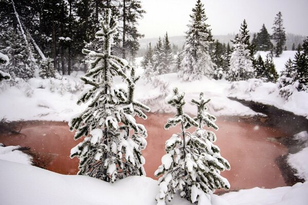 Bosque de invierno y aguas termales