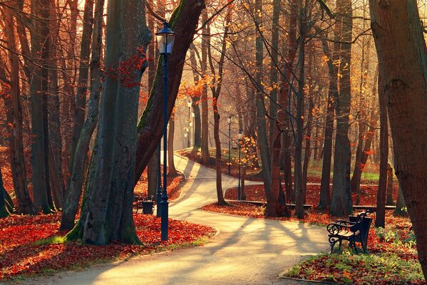 The autumn alley is strewn with leaves