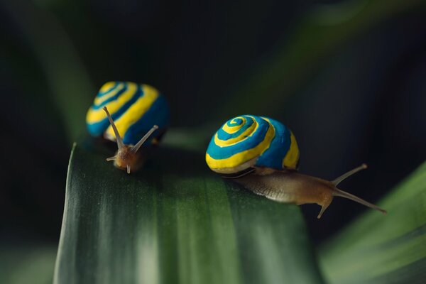 Two snails on a leaf