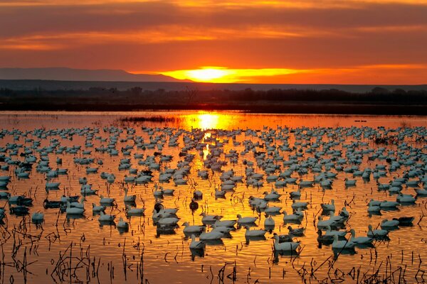 Lac avec des cygnes au coucher du soleil