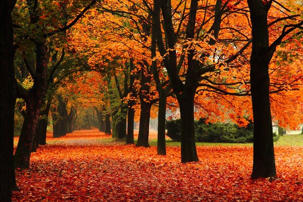 Golden autumn in the park, a carpet of leaves