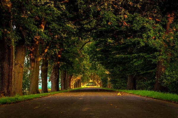 Walk along the colorful road in the autumn park