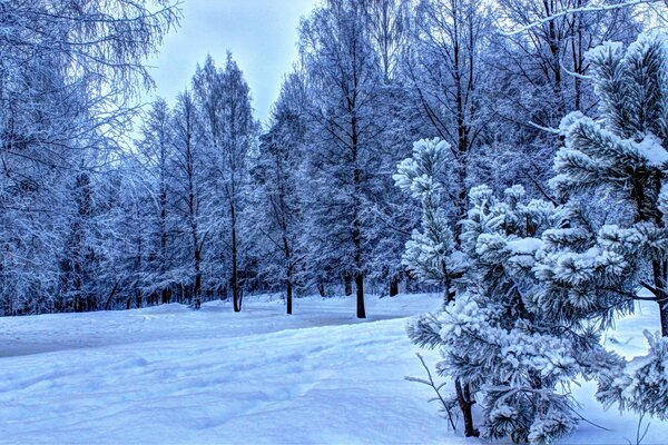 Snow decoration of the winter forest