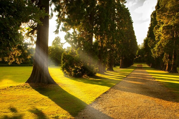 Allée des arbres pour une promenade dans le parc