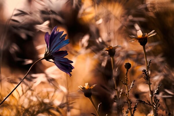 A multicolored flower on a blurred background