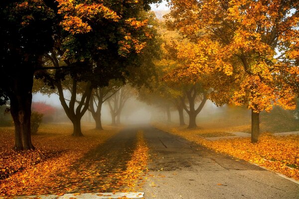 Yellowed leaves fall on the road