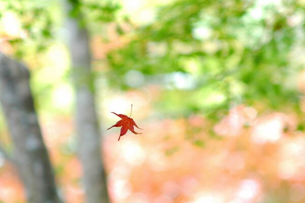 Hoja de otoño de arce en otoño sobre un fondo verdoso borroso