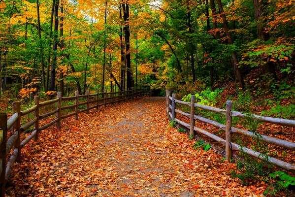 Colorful Walk in the autumn park