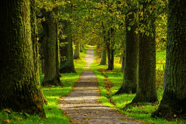 Paseo por el parque de primavera