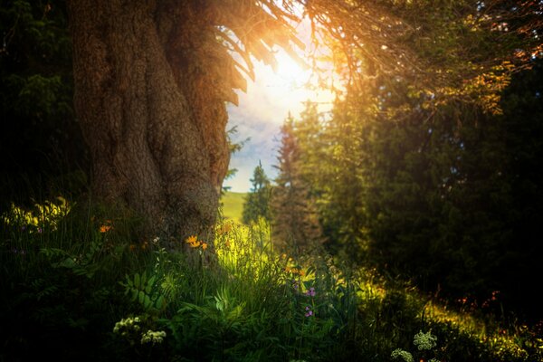 Les rayons du soleil traversent la feuille des arbres au-dessus de la Prairie