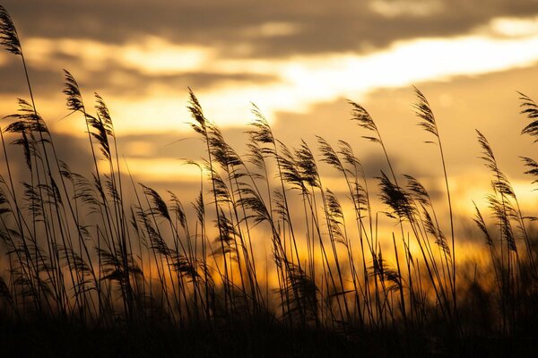 Herbe sur fond de lever de soleil