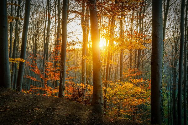 Herbstliche Natur , gelbe Blätter und Sonnenstrahlen, die sich durch vergilbtes Laub schleichen