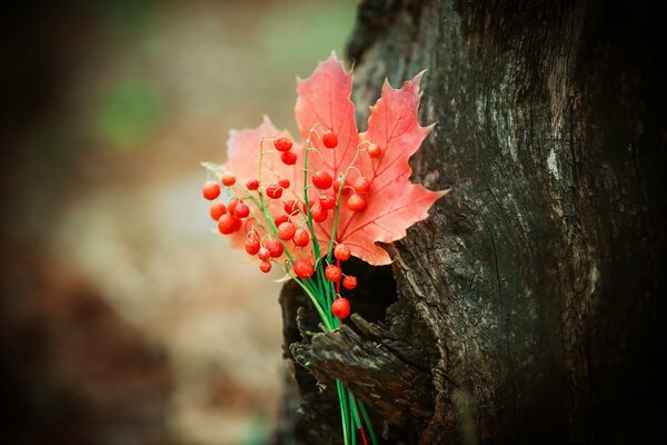 A lonely maple leaf on a tree