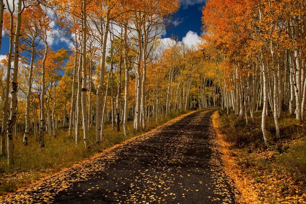 A road in the middle of an autumn forest