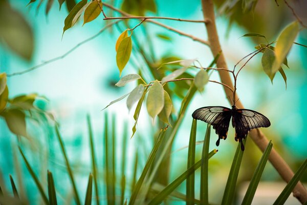 The butterfly quietly sat down on the branches