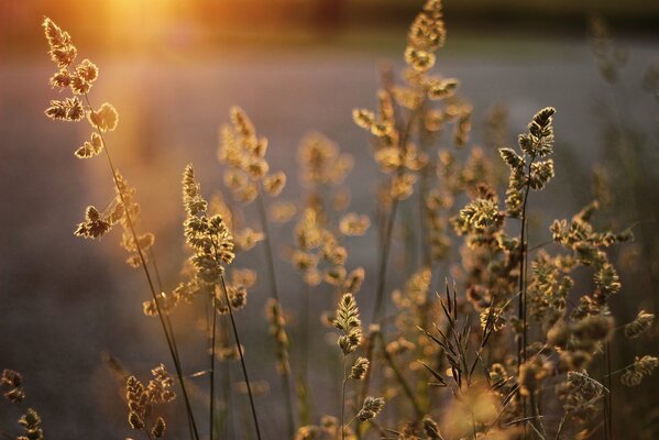 Espiguillas en el sol al atardecer