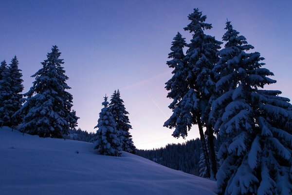 Trees stand in the snow on a hillock