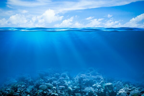 Coral reef under water