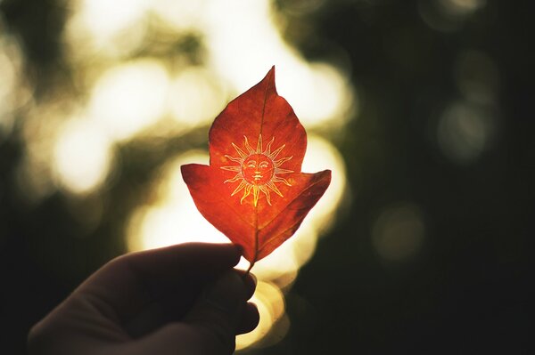 Macro shooting of a leaf with an image of the sun