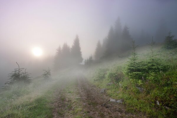 Nebbia mattutina nella foresta di conifere