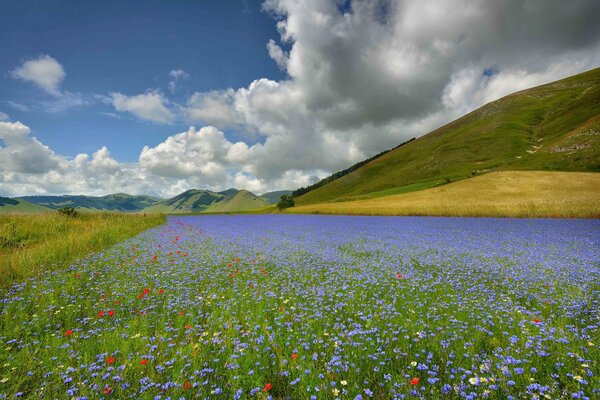 Italie, champ de fleurs en fleurs