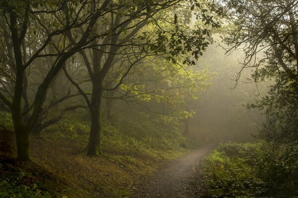 Sentiero misterioso nella foresta nebbiosa