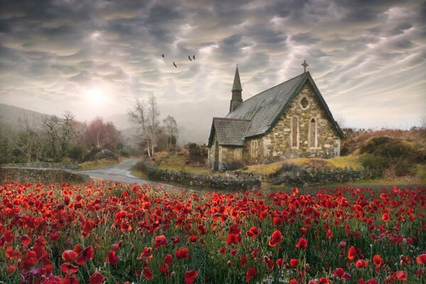 Rote Mohnblumen auf dem Hintergrund der alten Kirche