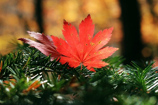 Beautiful nature, fallen coniferous leaves